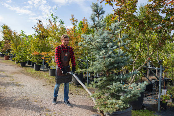 The Steps Involved in Our Tree Care Process in Barboursville, WV